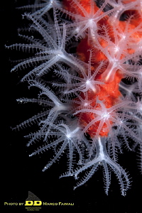 The mediterranean red coral polyps (Corallium rubrum) by Marco Faimali (ismar-Cnr) 